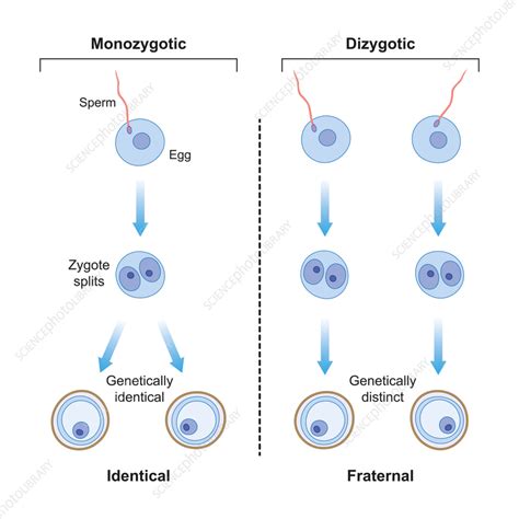 Monozygotic And Dizygotic Twins Illustration Stock Image F0374426