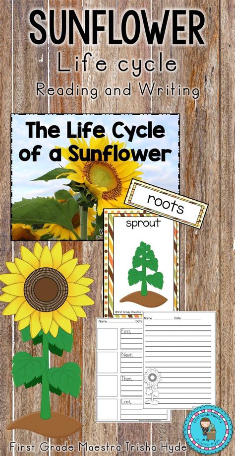 Sunflower Life Cycle Sunflower Life Cycle Life Cycles First Grade