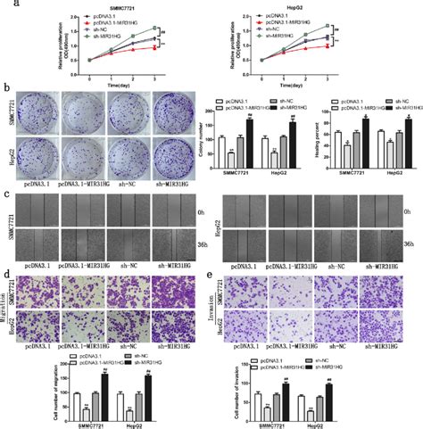 mir31hg inhibited cell proliferation migration and invasion of hcc a download scientific