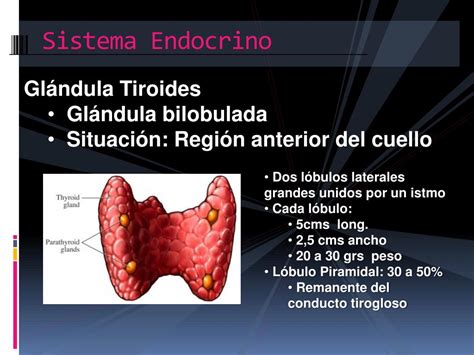 PPT Sistema Endocrino Tiroides PowerPoint Presentation Free Download ID