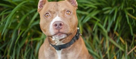 Three Separate Studies Show That The Pit Bull Is The Most Dangerous Dog