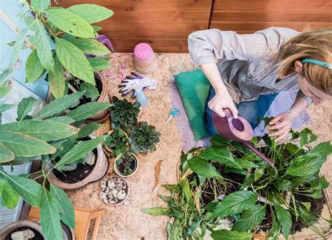 12 Indoor Gardening Mistakes Bob Vila