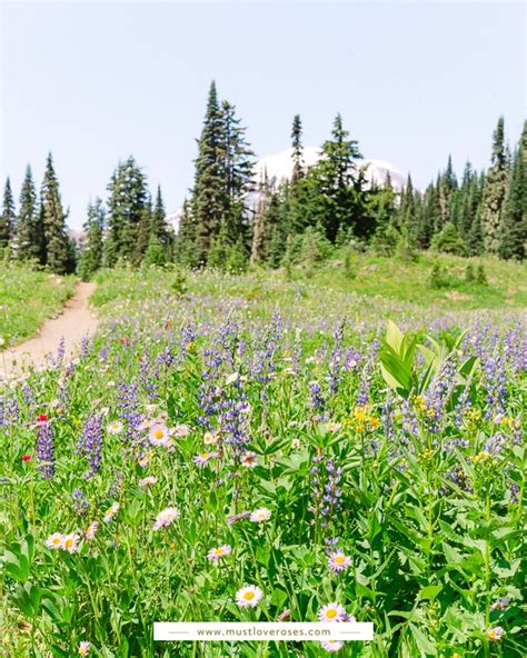 Spectacular Wildflowers At Mount Rainier National Park