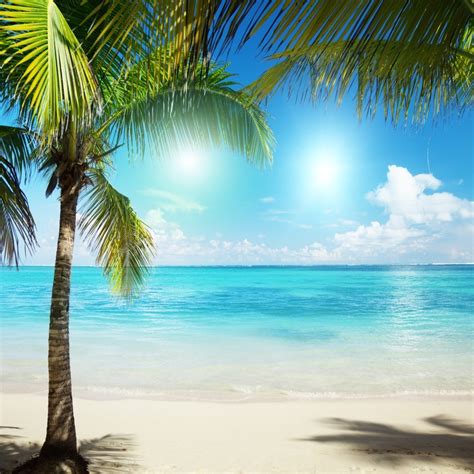 Laeacco Summer Sunny Seaside Beach Palm Trees Scene Photography