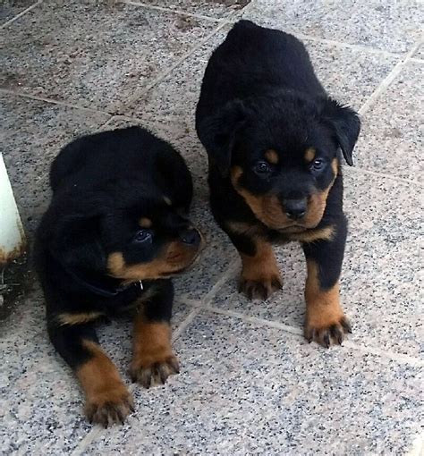 Earn points & unlock badges learning, sharing & helping adopt. Rottweiler Puppies For Sale | Tucson, AZ #292427 | Petzlover