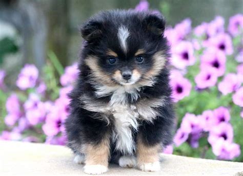 Join millions of people using oodle to find puppies for adoption, dog and puppy listings, and other pets adoption. Pomeranian Puppies For Sale | Puppy Adoption | Keystone ...