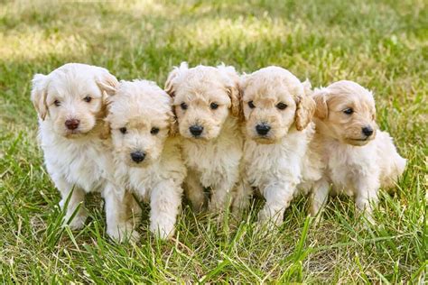 How Much Does A Goldendoodle Cost 2023 Price Guide