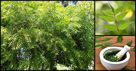 Both the seeds and fruits of the neem plant are pressed to get the vegetable oil we call neem oil. Health Benefits and Medicinal Uses Of Neem You Need To ...