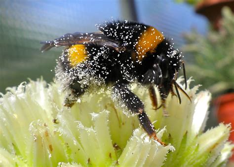 Bumblebee Bublebee On Sempervivum Flower Seen In My Garde Frans
