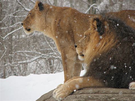 Fileafrican Lion Panthera Leo Snow Pittsburgh 2816px