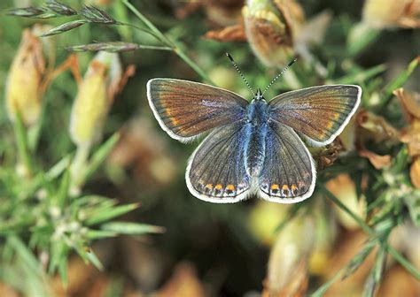 Blue Butterflies The Wildlife Trusts