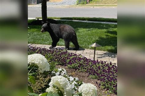 Young Black Bear Spotted Roaming Through Arlington Wtop News