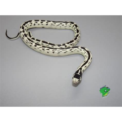 Banded High White Black And White California King Snake Baby Strictly