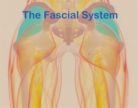Fascial System
