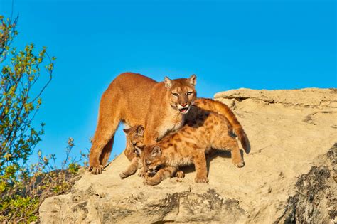 Learn About Mountain Lions In Northern California Santa Cruz Mountains