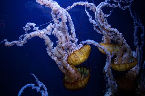 Free Images Ocean Animal Underwater Jellyfish Coral Reef