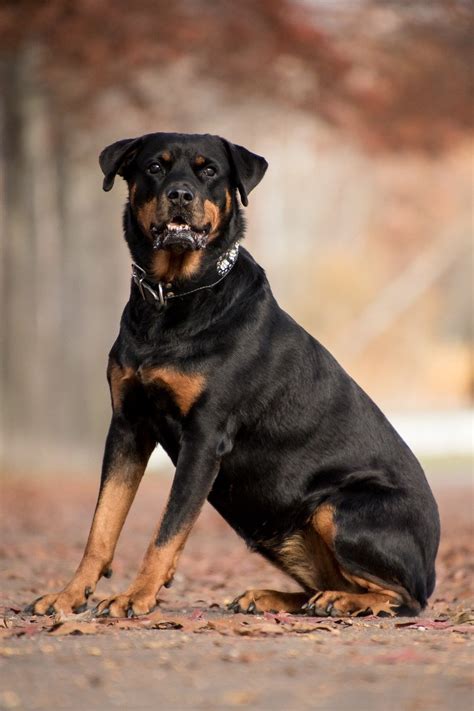 Rottweiler Border Collie Mix The Ultimate Working Dog A Love Of