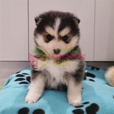 They both come in toy groups; Droll Teacup Pomsky Puppies For Sale - l2sanpiero