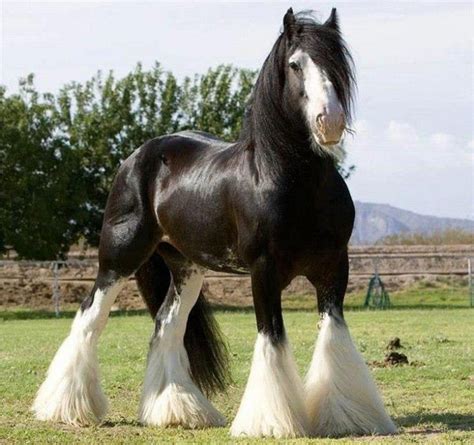 The Clydesdale Originated In The Clyde Valley Scotland And Is The