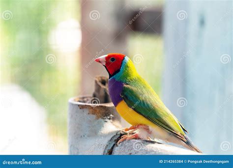 Multi Colored Gouldian Finch Bird Stock Photo Image Of Colorful