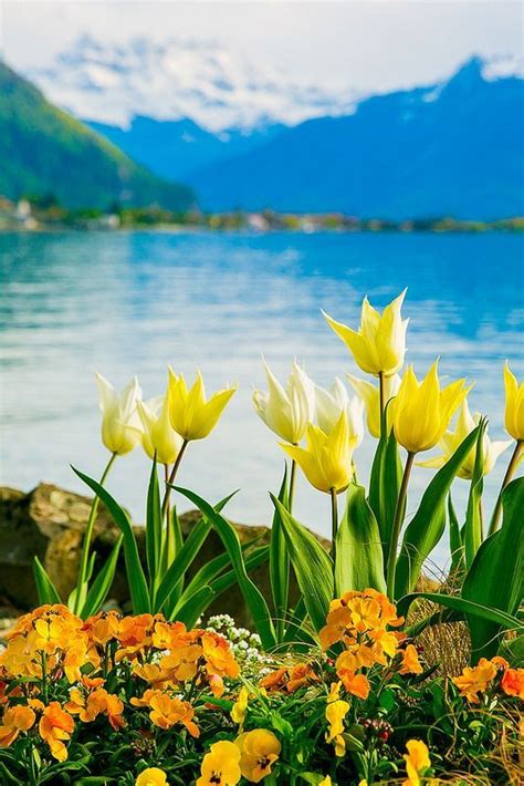Yellow And White Tulips Of Switzerland Lake Geneva Spring Time