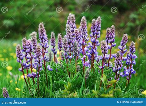 Wild Purple Lupine Stock Photo Image Of Bloom Purple 5434388