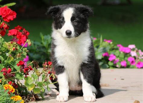 Twinkles Border Collie Puppy For Sale Keystone Puppies Collie
