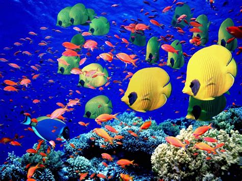 Life is beautiful wallpaper for desktop. Free Beautiful Anemonefish Angelfish Sea Wallpapers For ...