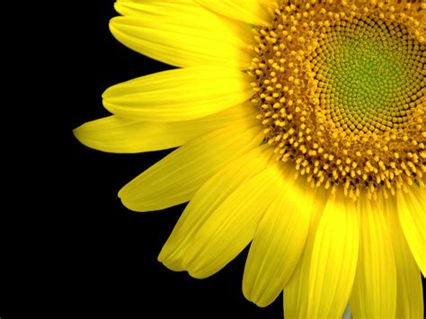 Wallpapers Sunflower Close Up Wallpapers