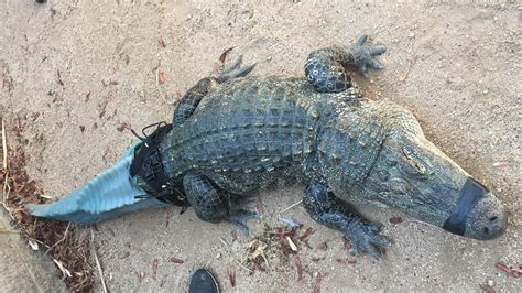 Arizonas Tailless Alligator With Prosthetic Tail Passes Away