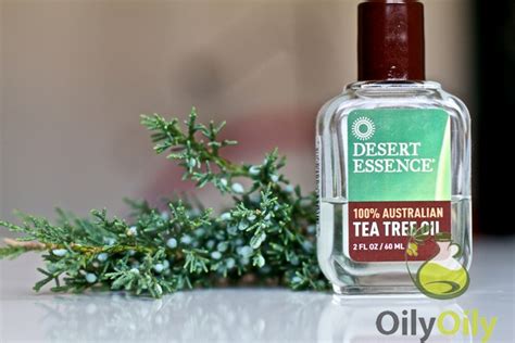 Tea Tree Oil For Nail Fungus Guide To Healthy Toenails