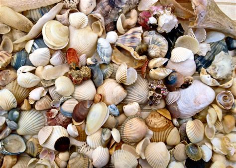 Rpsurfside Sea Shells Ocean Isle Beach North Carolina