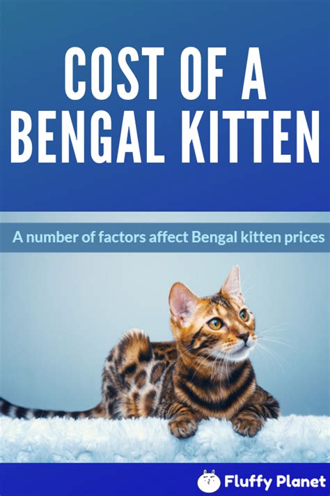 Did you scroll all this way to get facts about bengal? On average: The cost of a Bengal cat is a thousand dollars ...