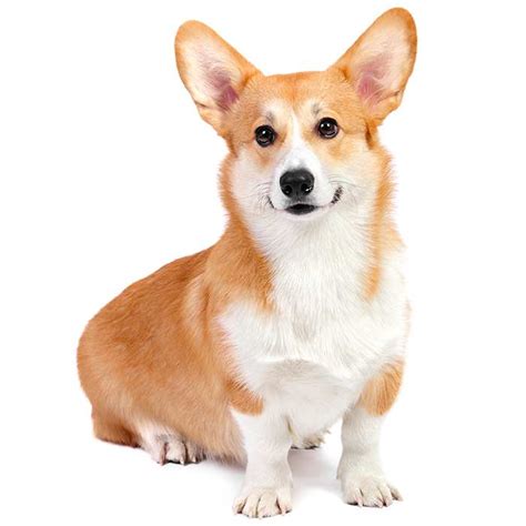 We did not find results for: What Is The Best Dog Food for a Corgi?
