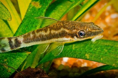 21 Small Freshwater Fish For Nano Tanks And Aquariums 2022