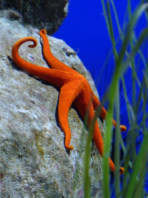 Hd Wallpaper Red Starfish Aquarium Leiaster Speciosus Splendor