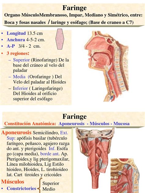 • paredes orofaríngeas lateral y posterior. FARINGE Y ESOFAGO.pdf