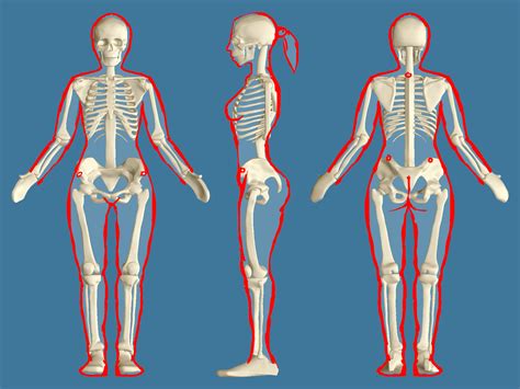 Female Skeleton Human Skeleton Anatomy Skeleton Anatomy
