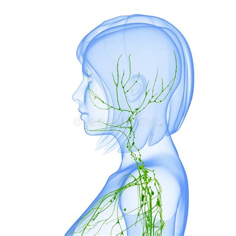 Female Lymphatic System Stock Illustration Illustration Of Human