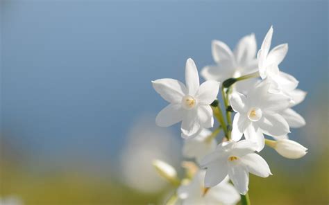 Imágenes De Flores Blancas Imágenes
