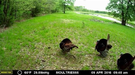 Moultrie D 555 Wild Turkeys Youtube