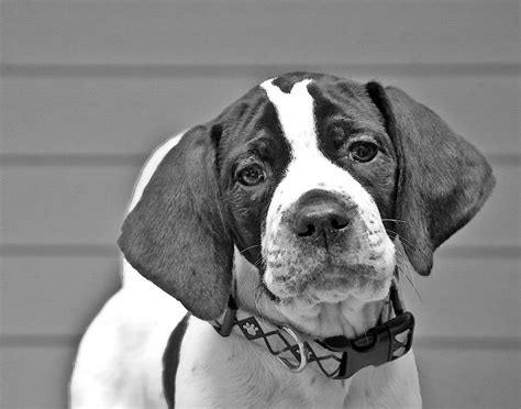 Picks will be in order of deposit and deposits may be placed now by clicking the button below. English Pointer Puppy Black and White Photograph by Susan ...