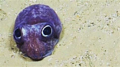 Cute Squid Pictures Just Call Me