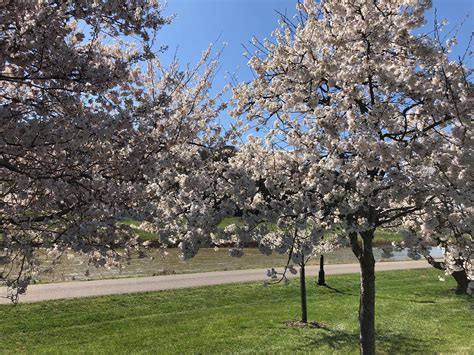 Cherry Blossoms At Ohio University Ohio University
