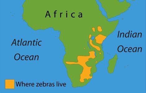 They don't even share the same continent. All About Zebras | Animal Kingdom Amino