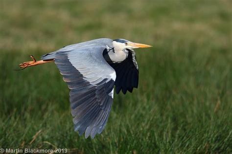 Grey Heron In Flight I32002 Rspb Brading Marshes Isle Of Flickr