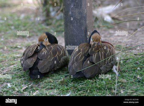 Two Ducks Sleeping Stock Photo Alamy