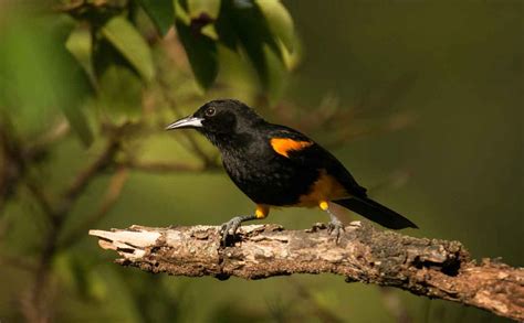 Birdwatching In Saint Lucia Birds Of Saint Lucia