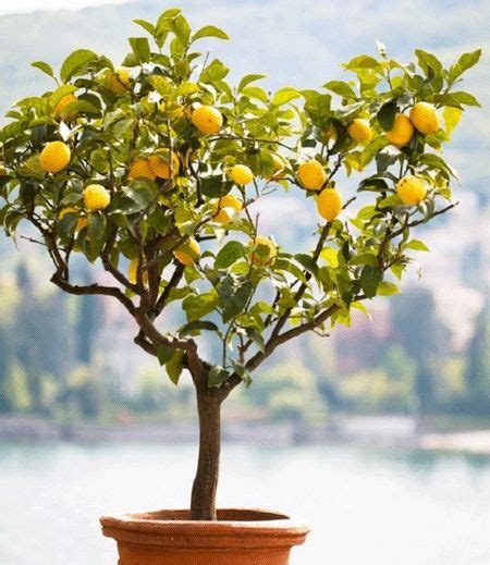 Genoa Italian Lemon Tree Meyer Lemon Tree Lemon Tree From Seed