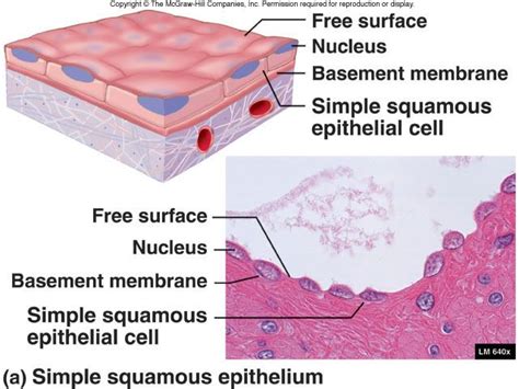 Simple Squamous Epitheium Tissue Types Basement Membrane Squamous